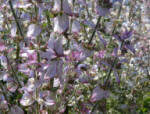 Salvia lycioides x greggii